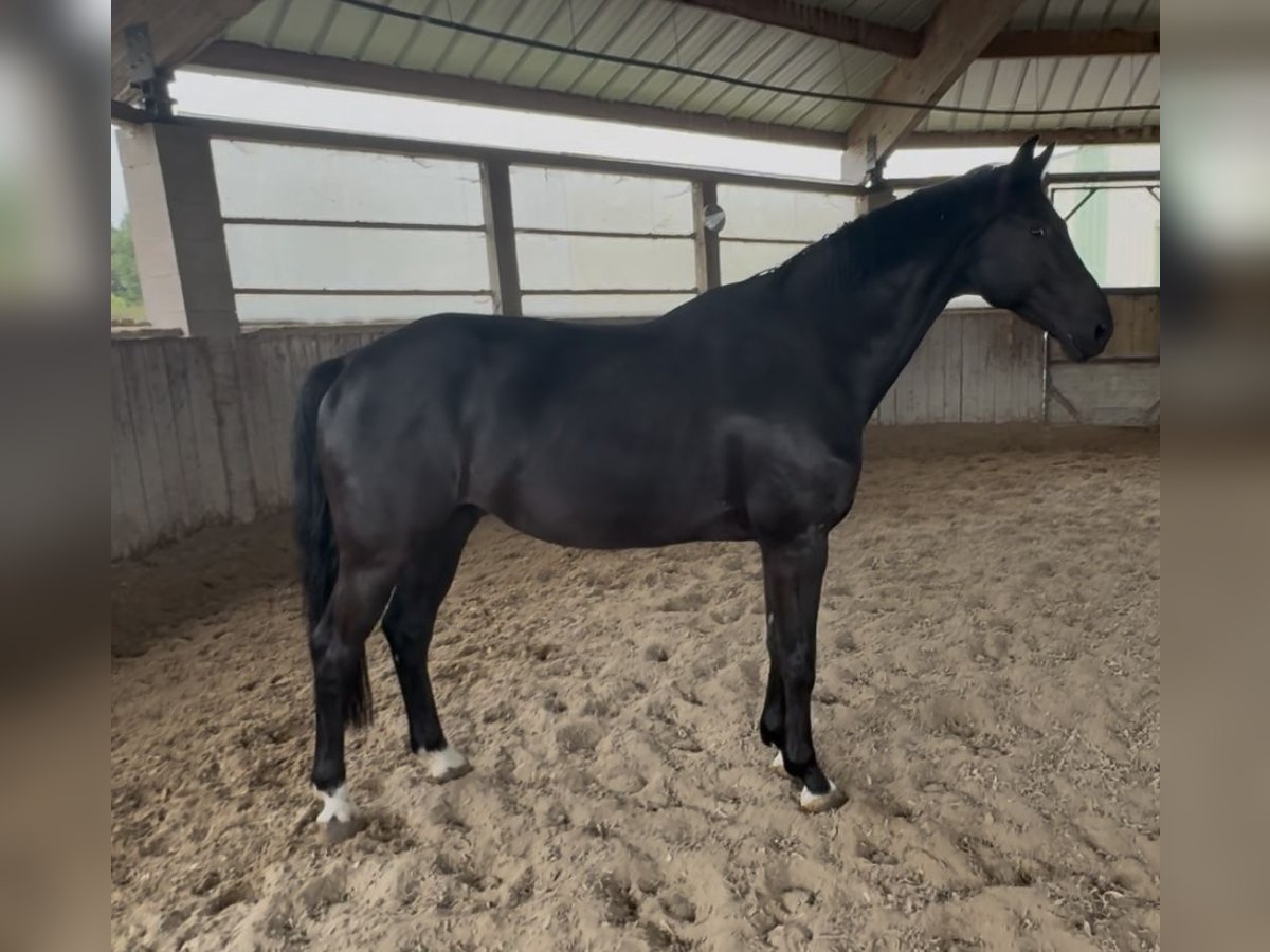 KWPN Wałach 10 lat 172 cm Kara in GROTE-BROGEL