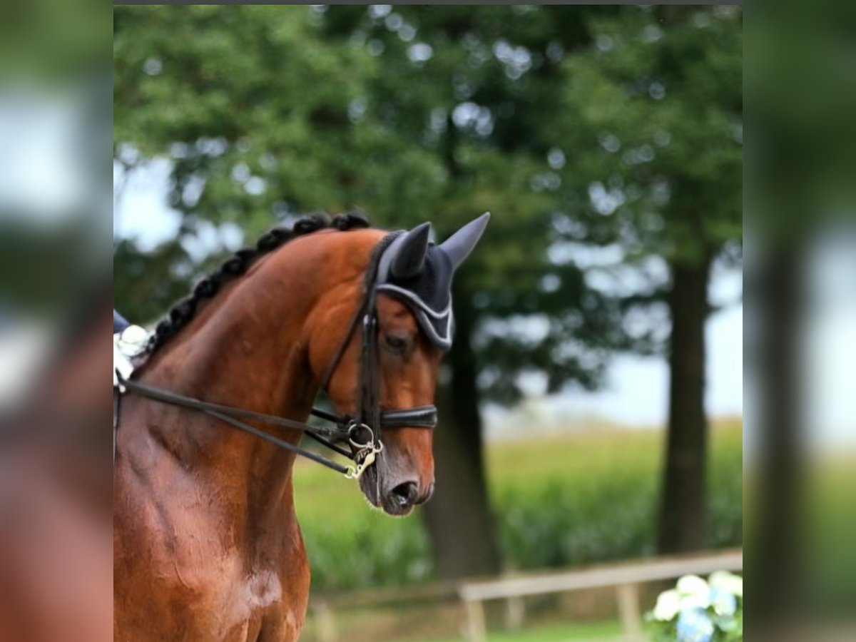 KWPN Wałach 12 lat 170 cm Ciemnogniada in Enschede