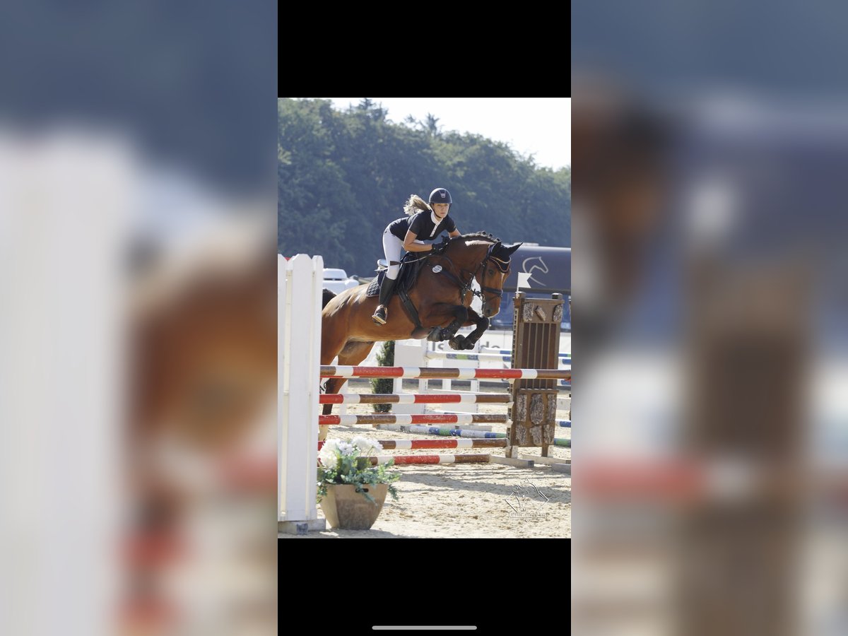 KWPN Wałach 15 lat 170 cm Gniada in K&#xF6;sching