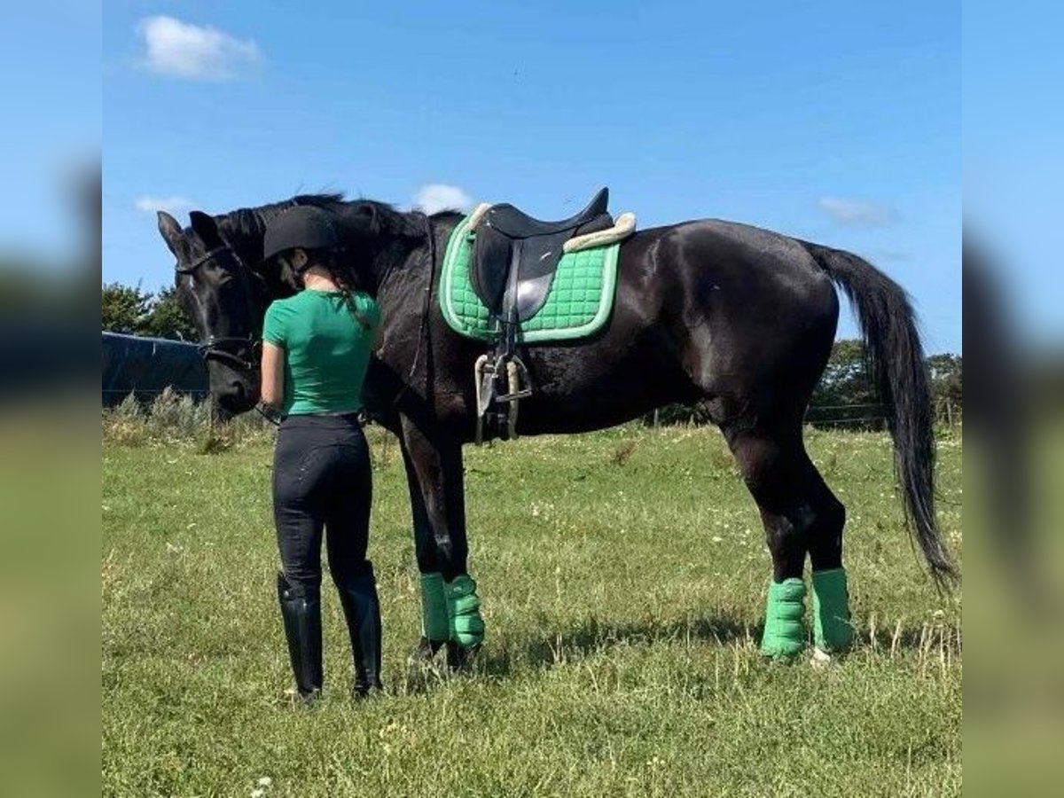 KWPN Wałach 15 lat 170 cm Kara in S&#xFC;derl&#xFC;gum