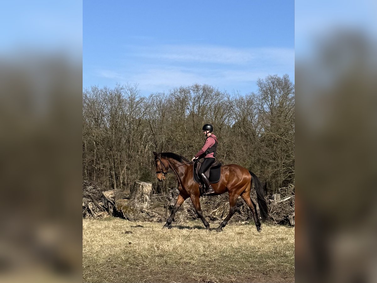 KWPN Wałach 3 lat 164 cm Gniada in Schaijk