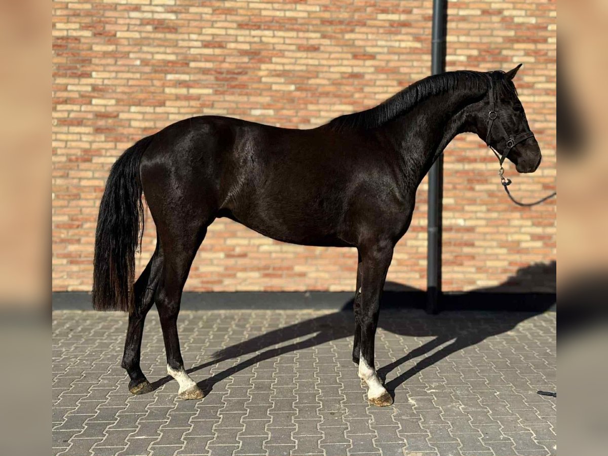 KWPN Wałach 3 lat 168 cm Kara in Szarvas