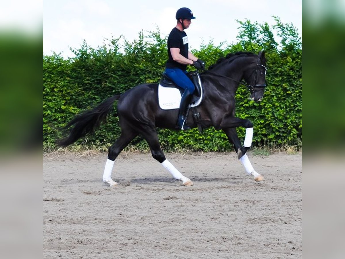 KWPN Wałach 3 lat 168 cm Kara in Prinsenbeek