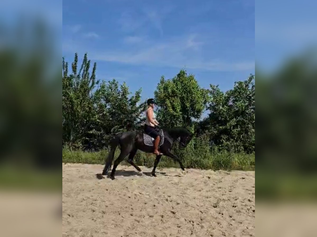 KWPN Wałach 3 lat 168 cm Kara in Lelystad