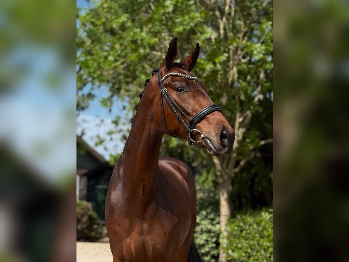 KWPN Wałach 3 lat 172 cm Gniada in Groot-Ammers