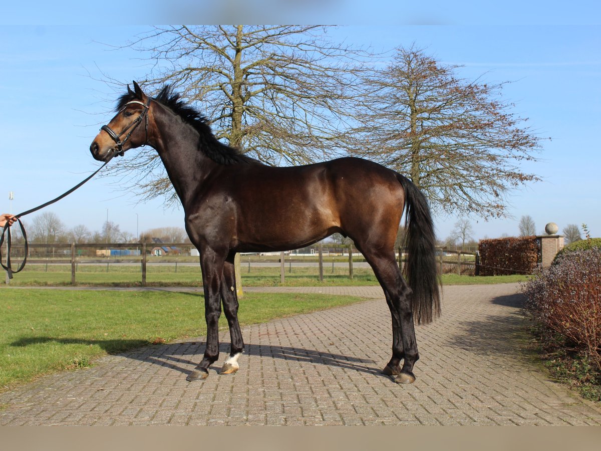 KWPN Wałach 3 lat 172 cm Gniada in Randwijk