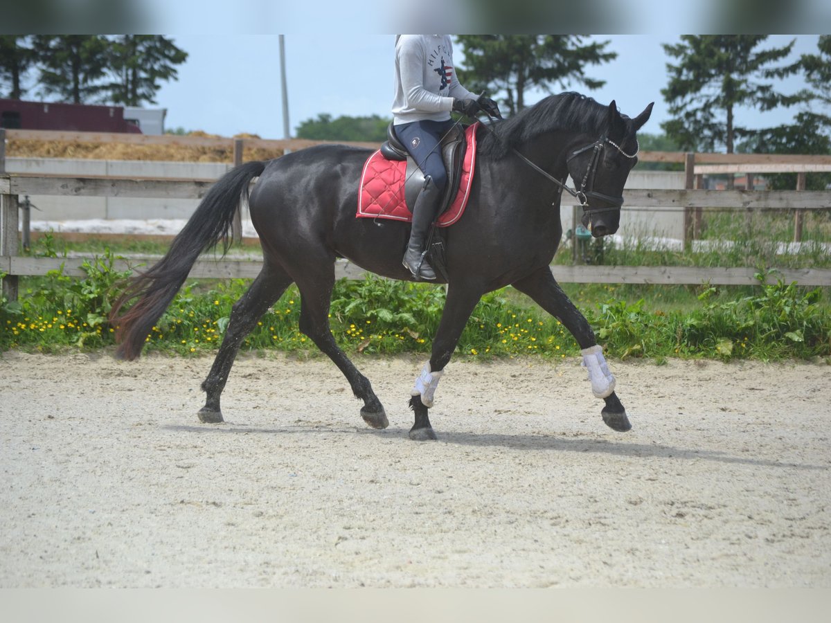KWPN Wałach 4 lat 168 cm Skarogniada in Breda