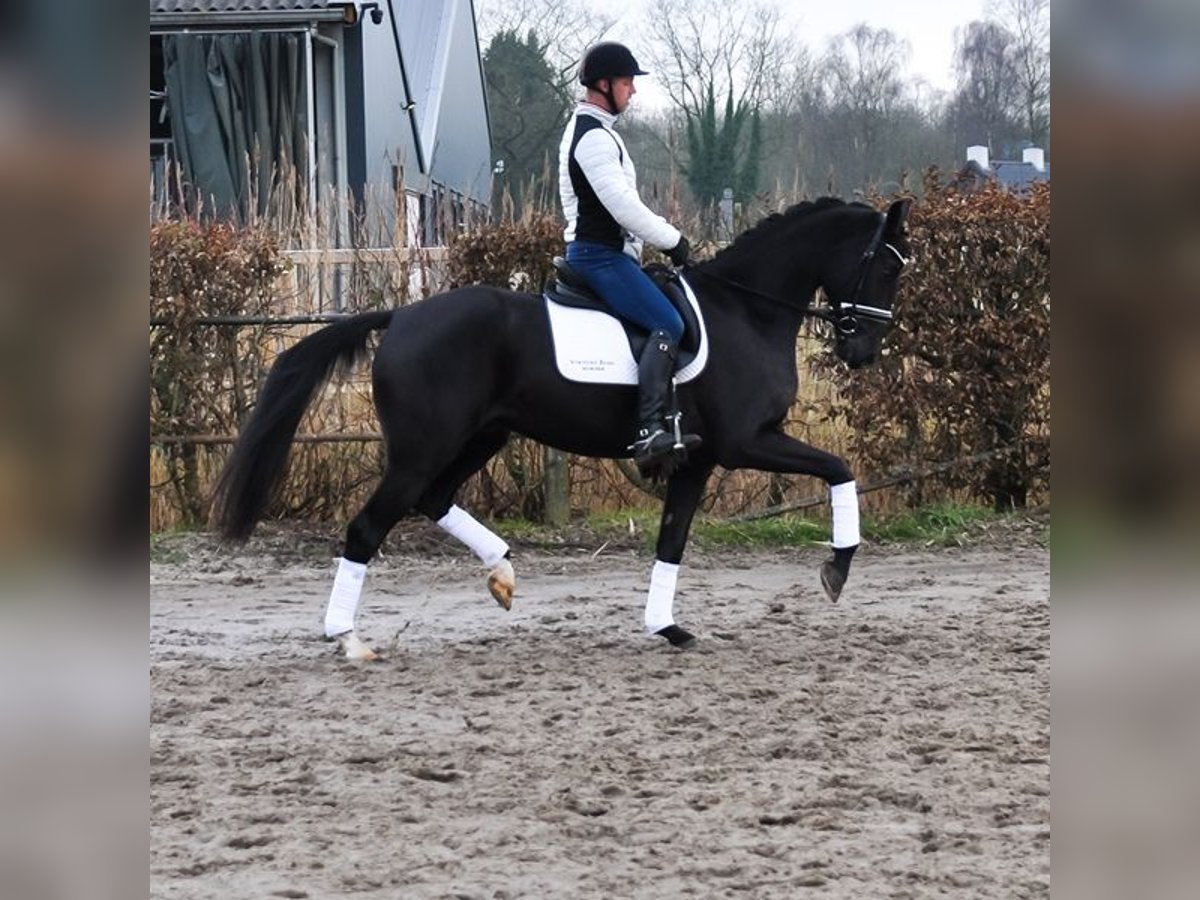 KWPN Wałach 4 lat 169 cm Kara in Prinsenbeek