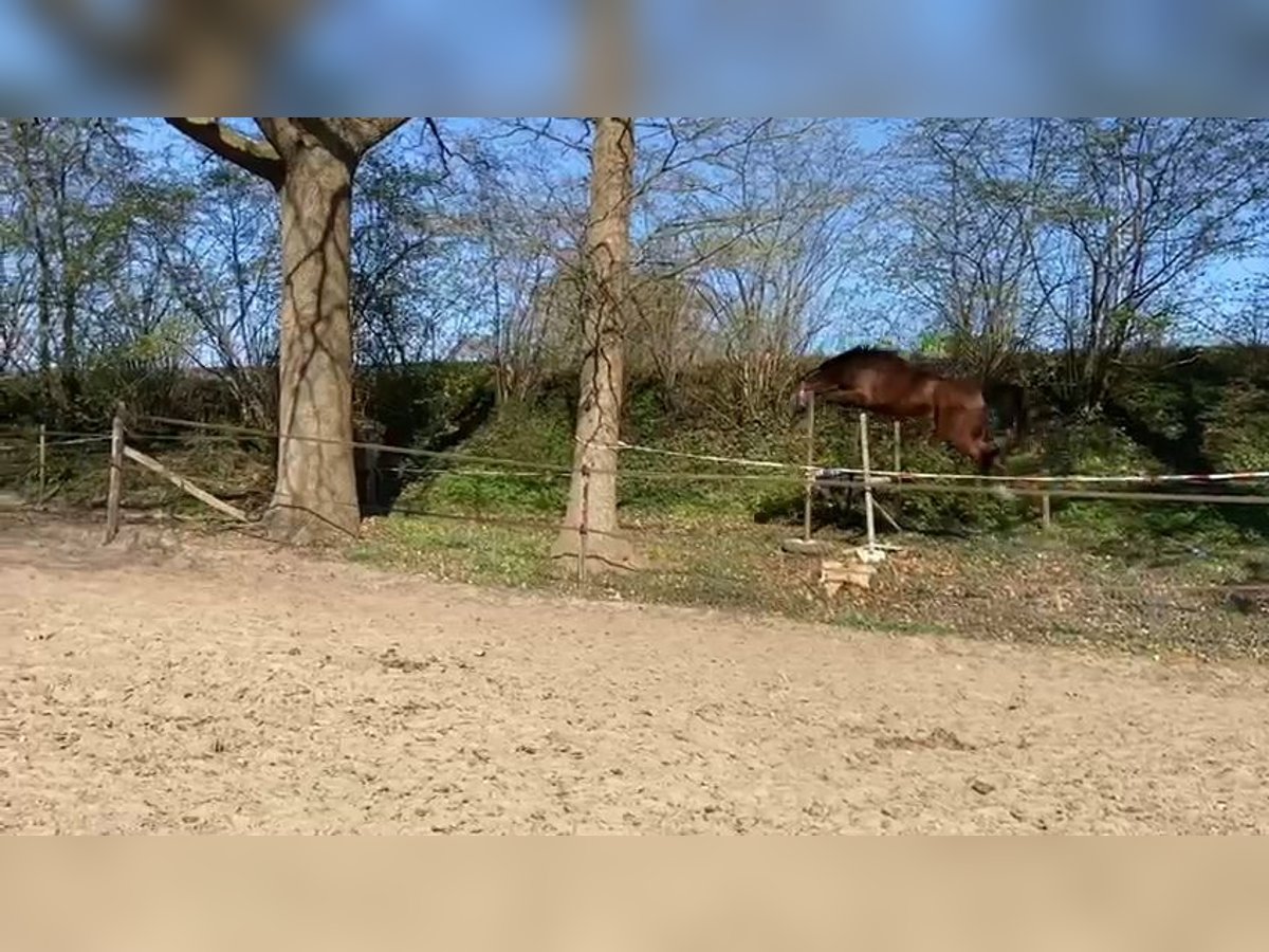 KWPN Wałach 4 lat 172 cm Gniada in Ambt Delden