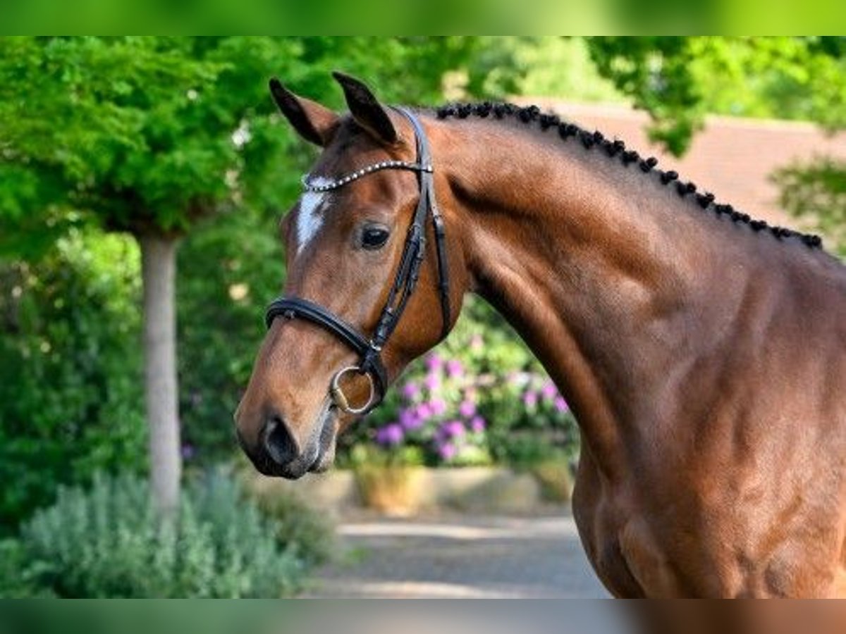 KWPN Wałach 4 lat 172 cm in Heerde