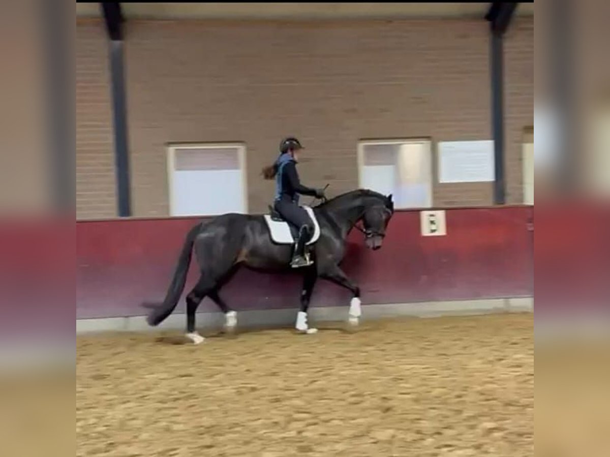 KWPN Wałach 4 lat 172 cm Skarogniada in Beuningen Gld