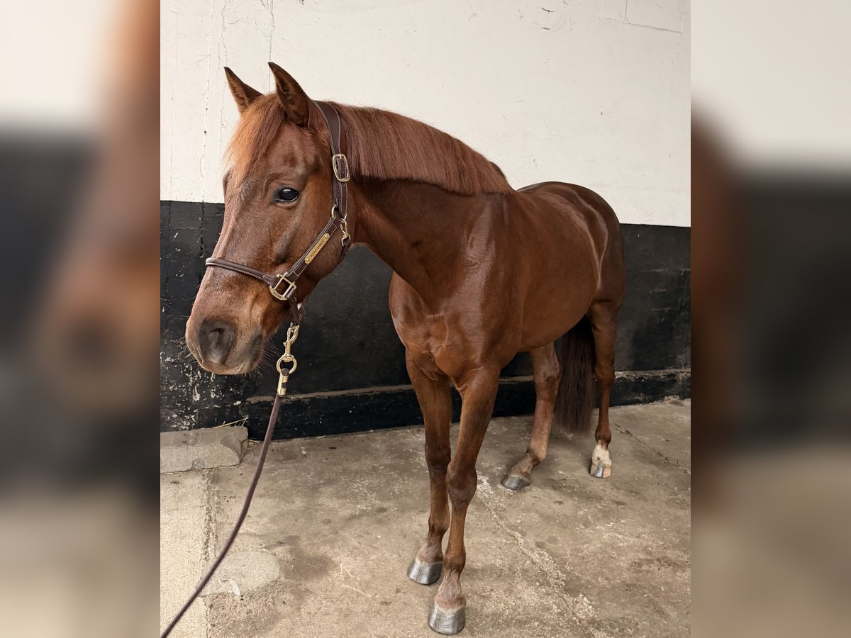 KWPN Wałach 5 lat 164 cm Ciemnokasztanowata in Kevelaer