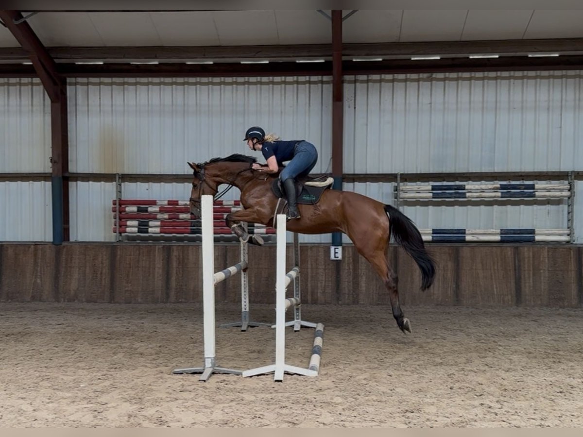 KWPN Wałach 5 lat 170 cm Gniada in Oud Gastel