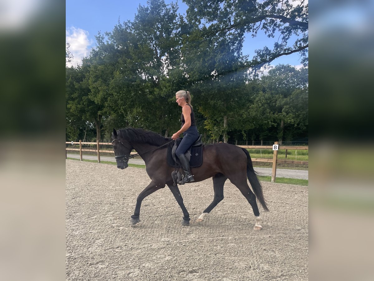 KWPN Wałach 5 lat 170 cm Kara in Friedeburg