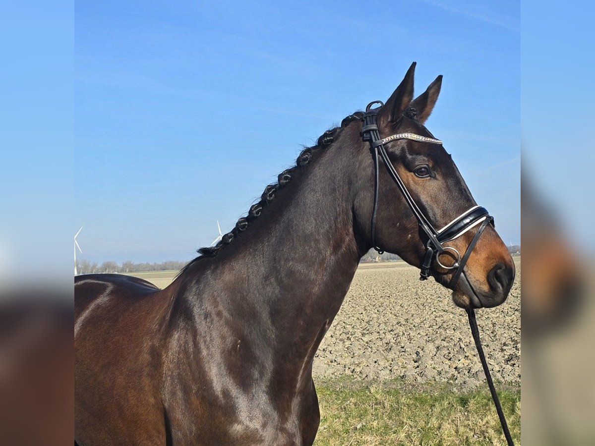 KWPN Wałach 5 lat 172 cm Gniada in Tuitjenhorn