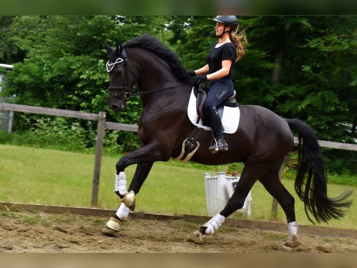 KWPN Wałach 5 lat 178 cm Ciemnogniada in Neuss