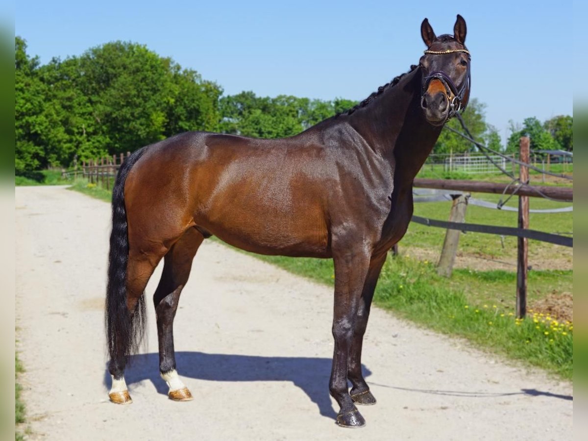 KWPN Wałach 6 lat 166 cm Ciemnogniada in Heinsberg