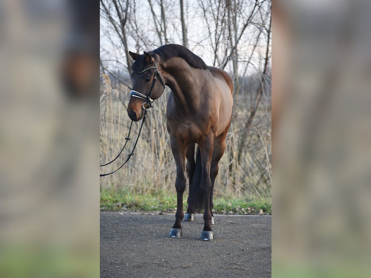 KWPN Wałach 6 lat 170 cm Gniada in Als&#xF3;&#xF6;rs