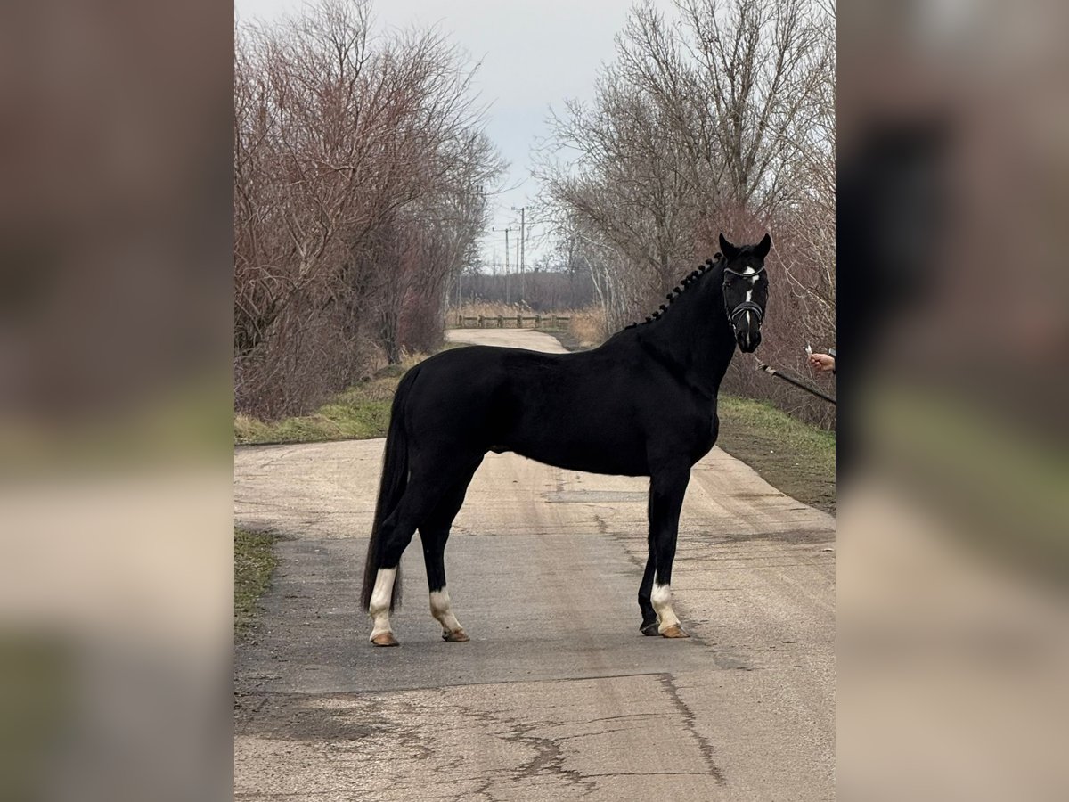 KWPN Wałach 6 lat 170 cm in H&#xF3;dmez&#x151;v&#xE1;s&#xE1;rhely