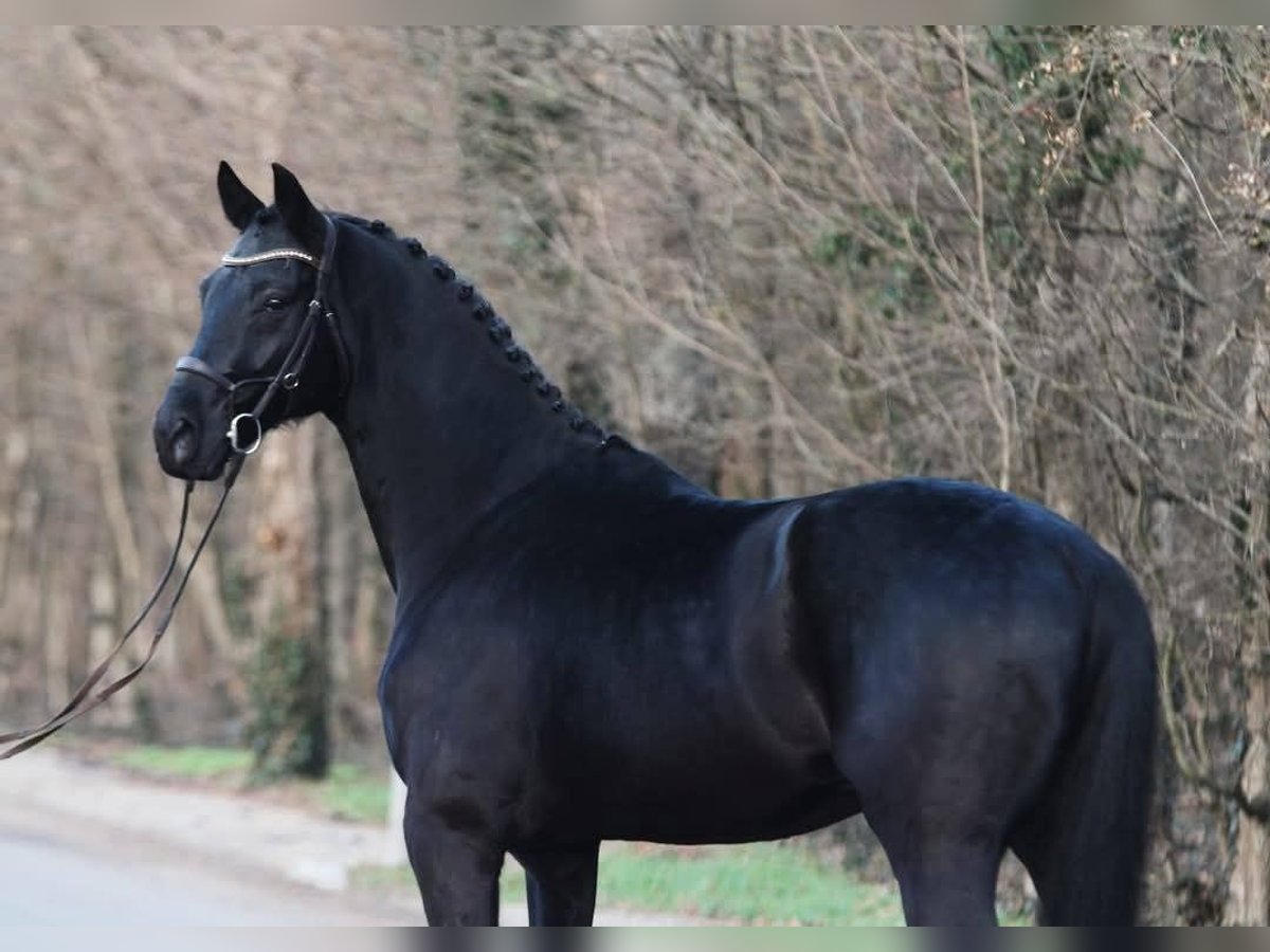KWPN Wałach 6 lat 171 cm Skarogniada in Gramatneusiedl