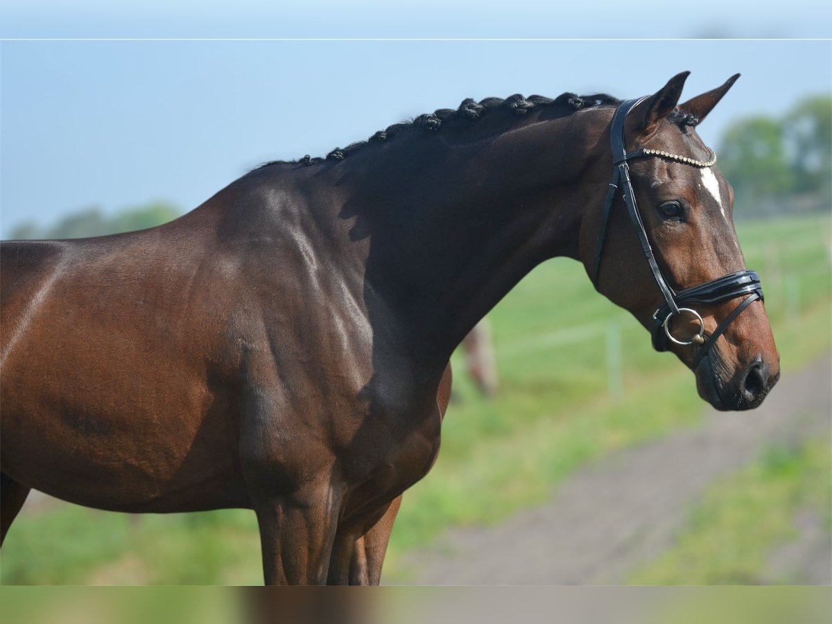 KWPN Wałach 6 lat 172 cm Ciemnogniada in Oud Gastel