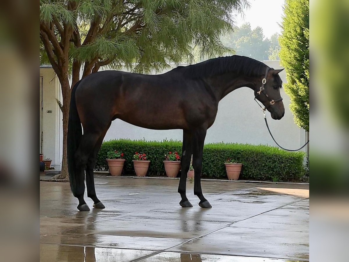 KWPN Wałach 6 lat 173 cm Ciemnogniada in Kondoros