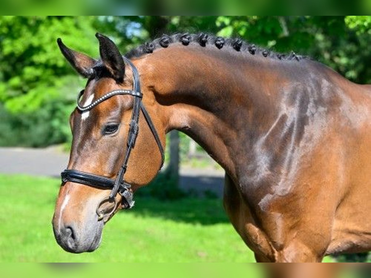 KWPN Wałach 7 lat 167 cm in Heerde