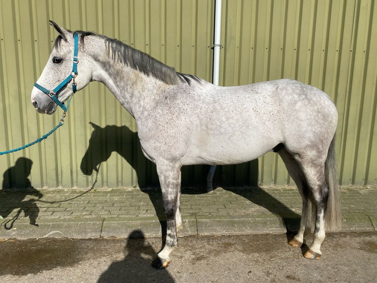 KWPN Wałach 7 lat 168 cm Siwa in Holten