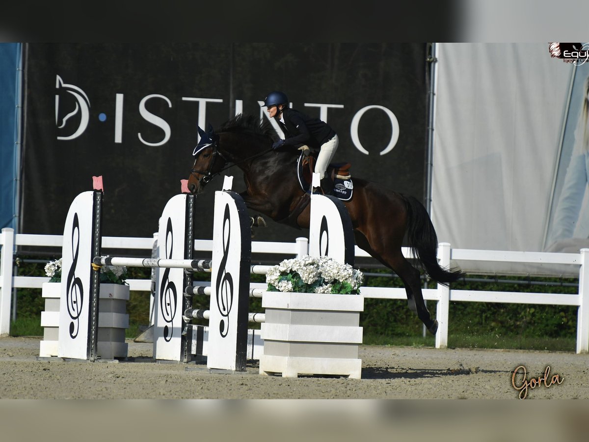 KWPN Wałach 7 lat 170 cm Ciemnogniada in Novazzano