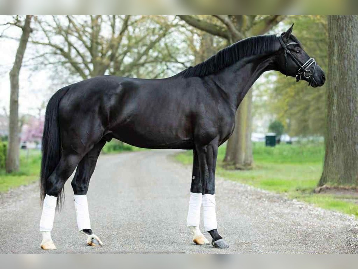 KWPN Wałach 7 lat 172 cm Ciemnogniada in Pierrelate