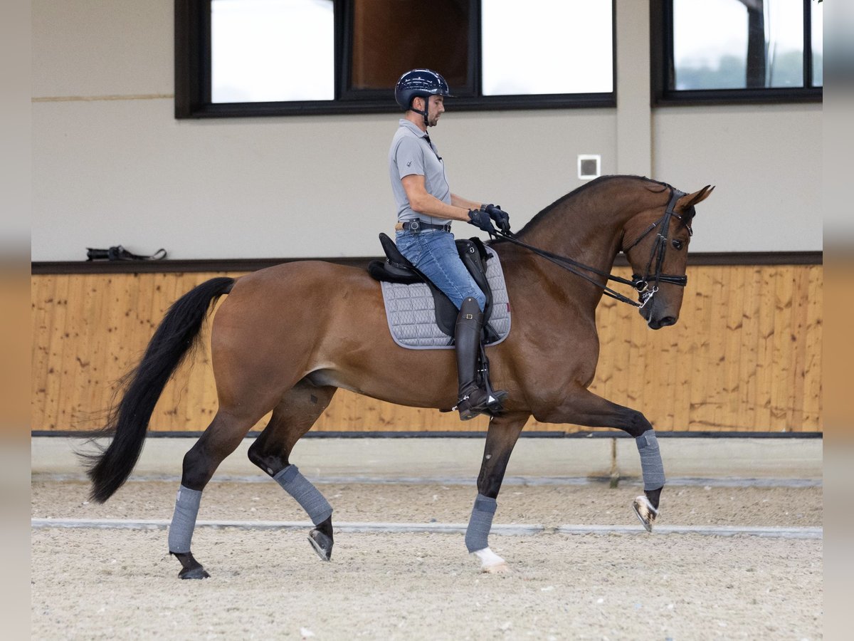KWPN Wałach 7 lat 173 cm Gniada in Geel