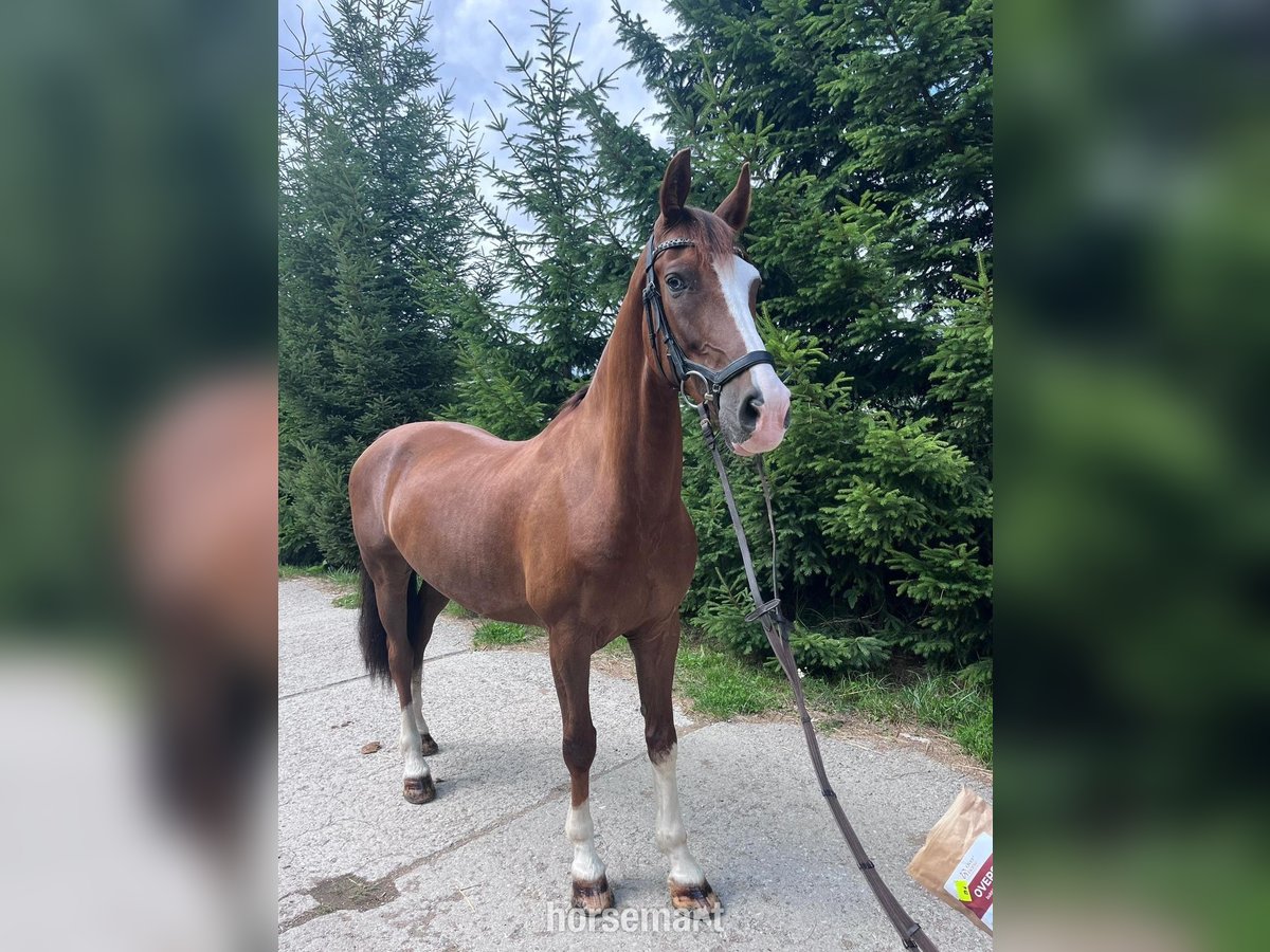 KWPN Wałach 9 lat 163 cm Gniada in Slovakia
