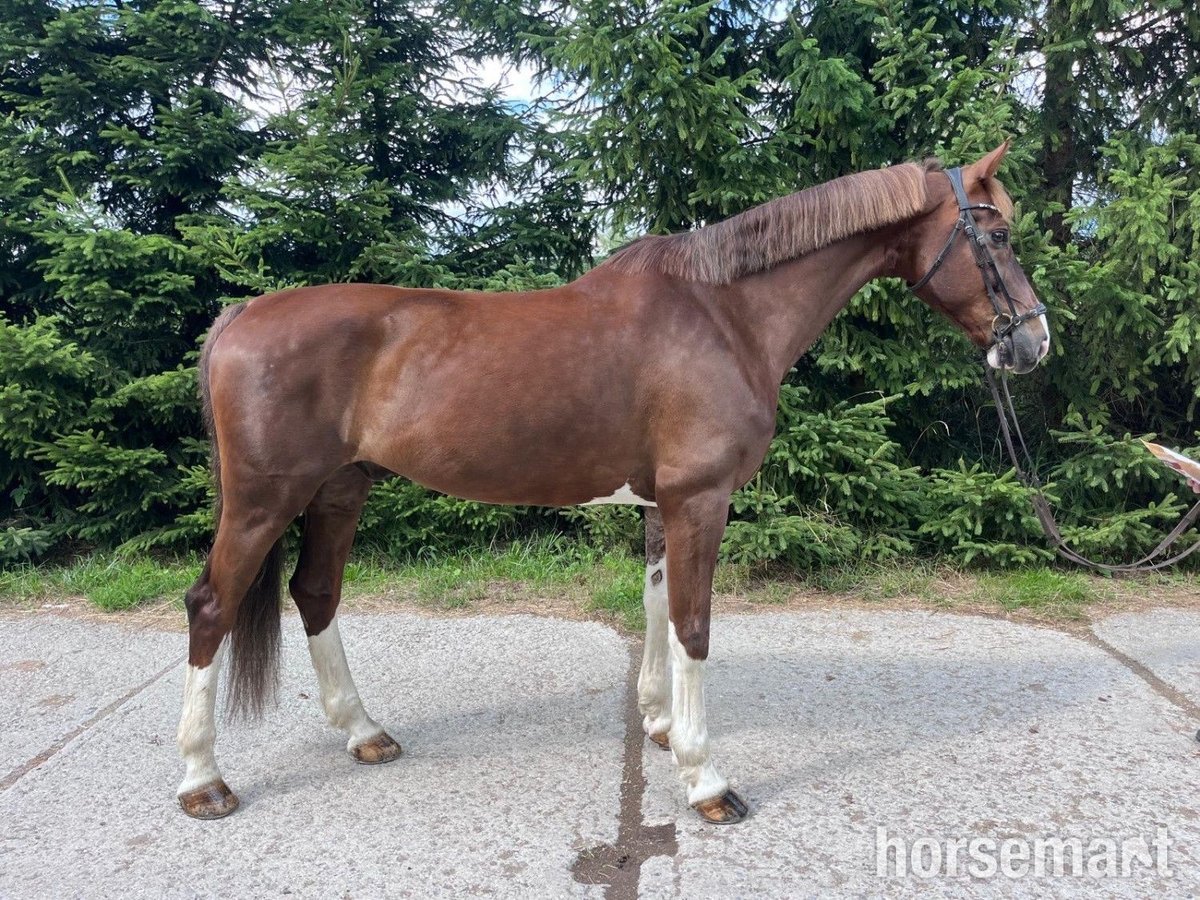 KWPN Wałach 9 lat 165 cm Ciemnokasztanowata in Slovakia
