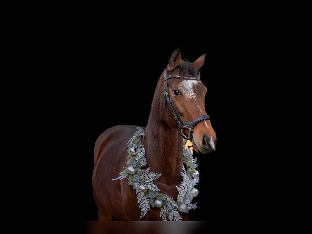 KWPN Wałach 9 lat 168 cm Gniada in Kleve