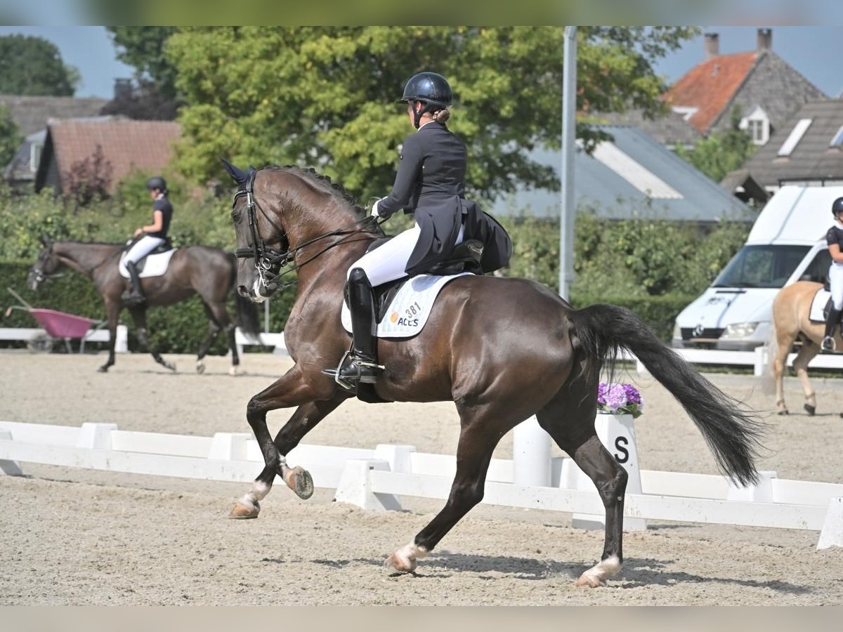 KWPN Wałach 9 lat 175 cm Kara in Lierop