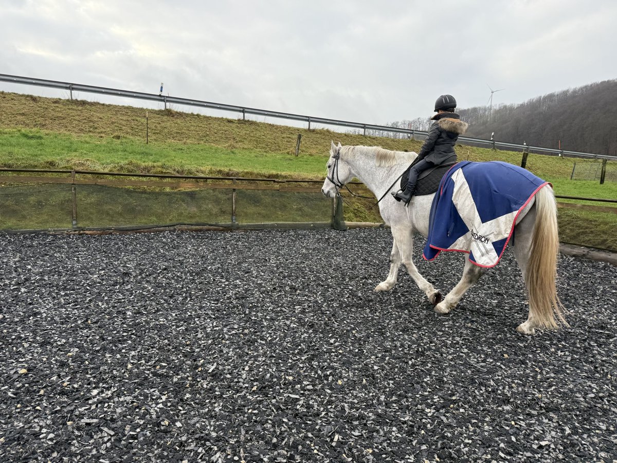 KWPN Wałach 10 lat 178 cm Siwa w hreczce in Extertal