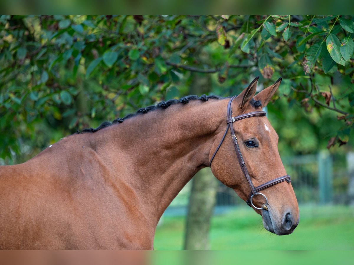 KWPN Wałach 11 lat 170 cm Gniada in GROTE-BROGEL