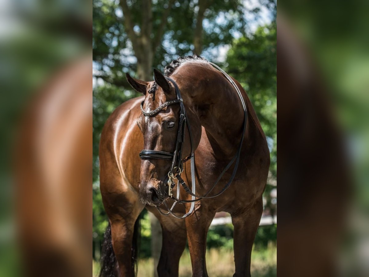 KWPN Wałach 12 lat 167 cm Ciemnogniada in Bramsche