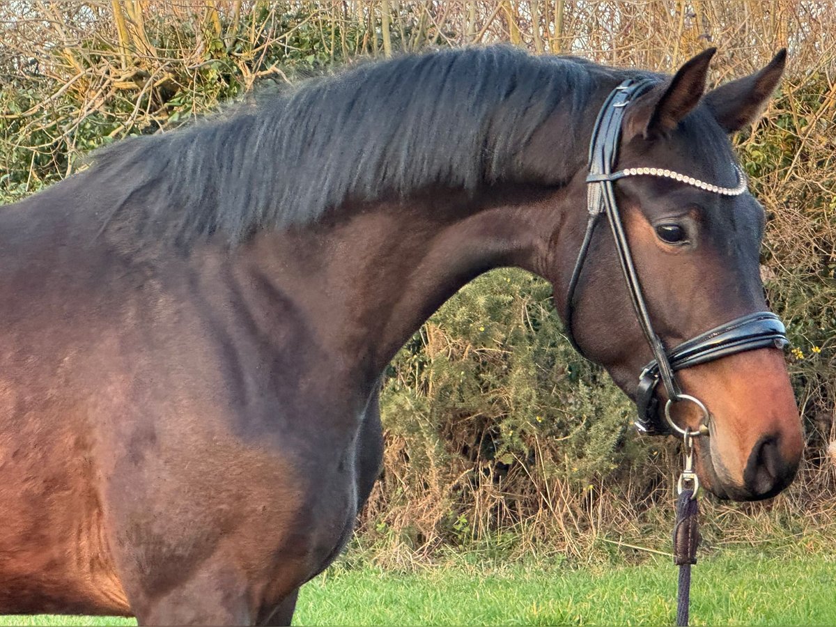 KWPN Wałach 3 lat 162 cm Skarogniada in Marigny le Lozon