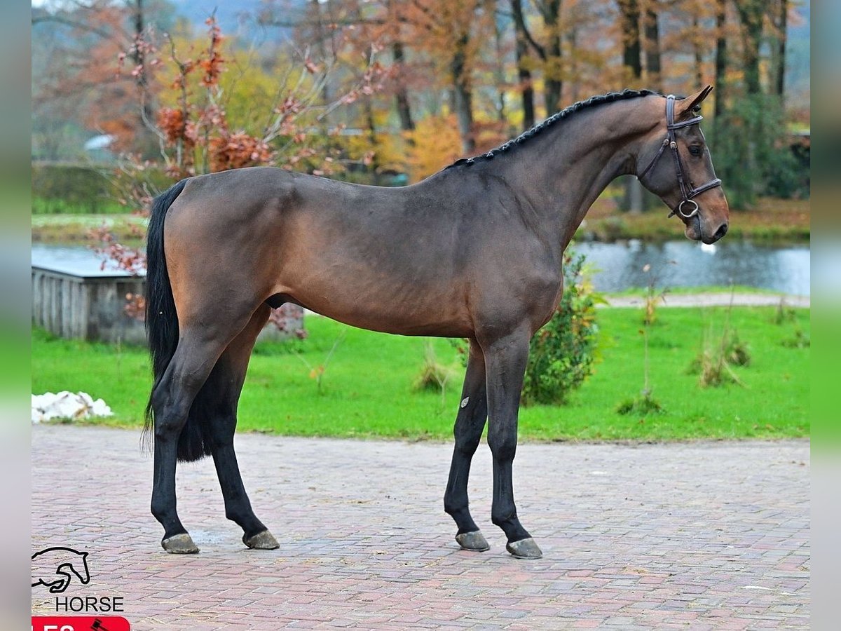 KWPN Wałach 4 lat 170 cm Gniada in Békéscsaba