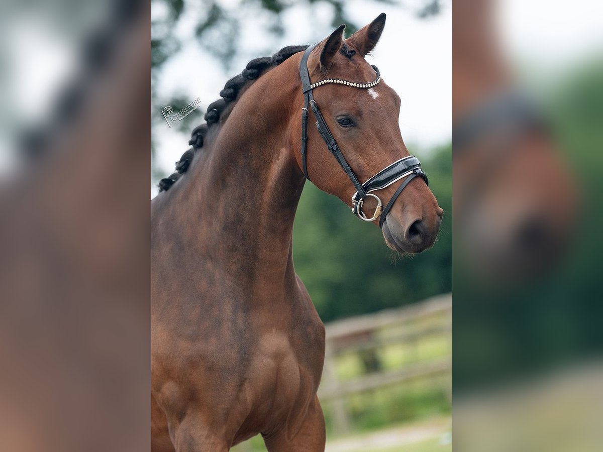 KWPN Wałach 4 lat 170 cm Gniada in Weert