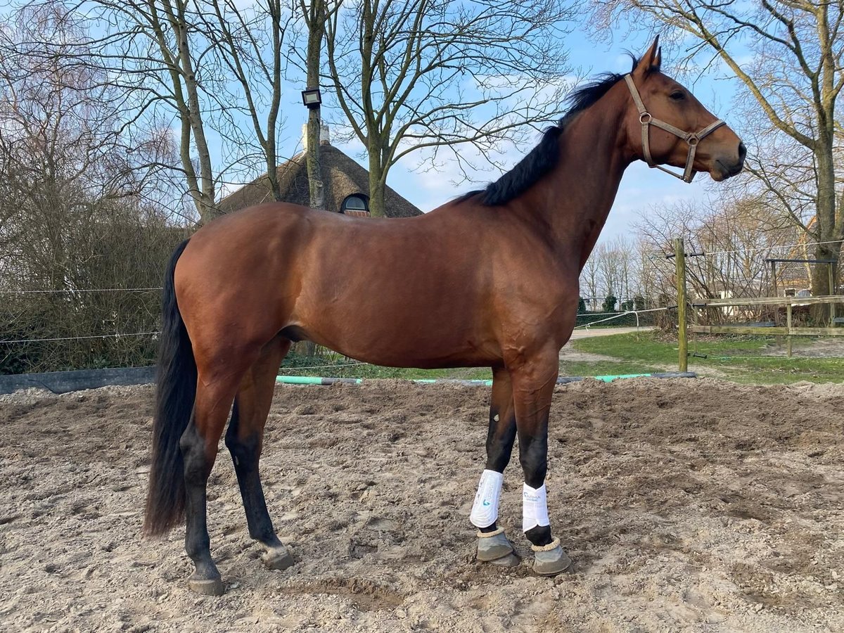 KWPN Wałach 4 lat 170 cm in Valkenswaard