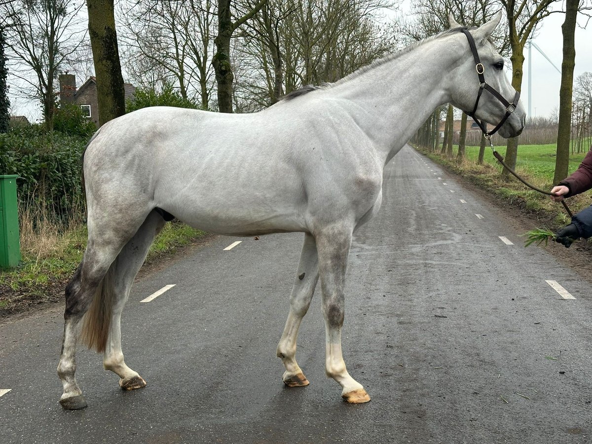 KWPN Wałach 4 lat 170 cm Siwa in Zevenbergen