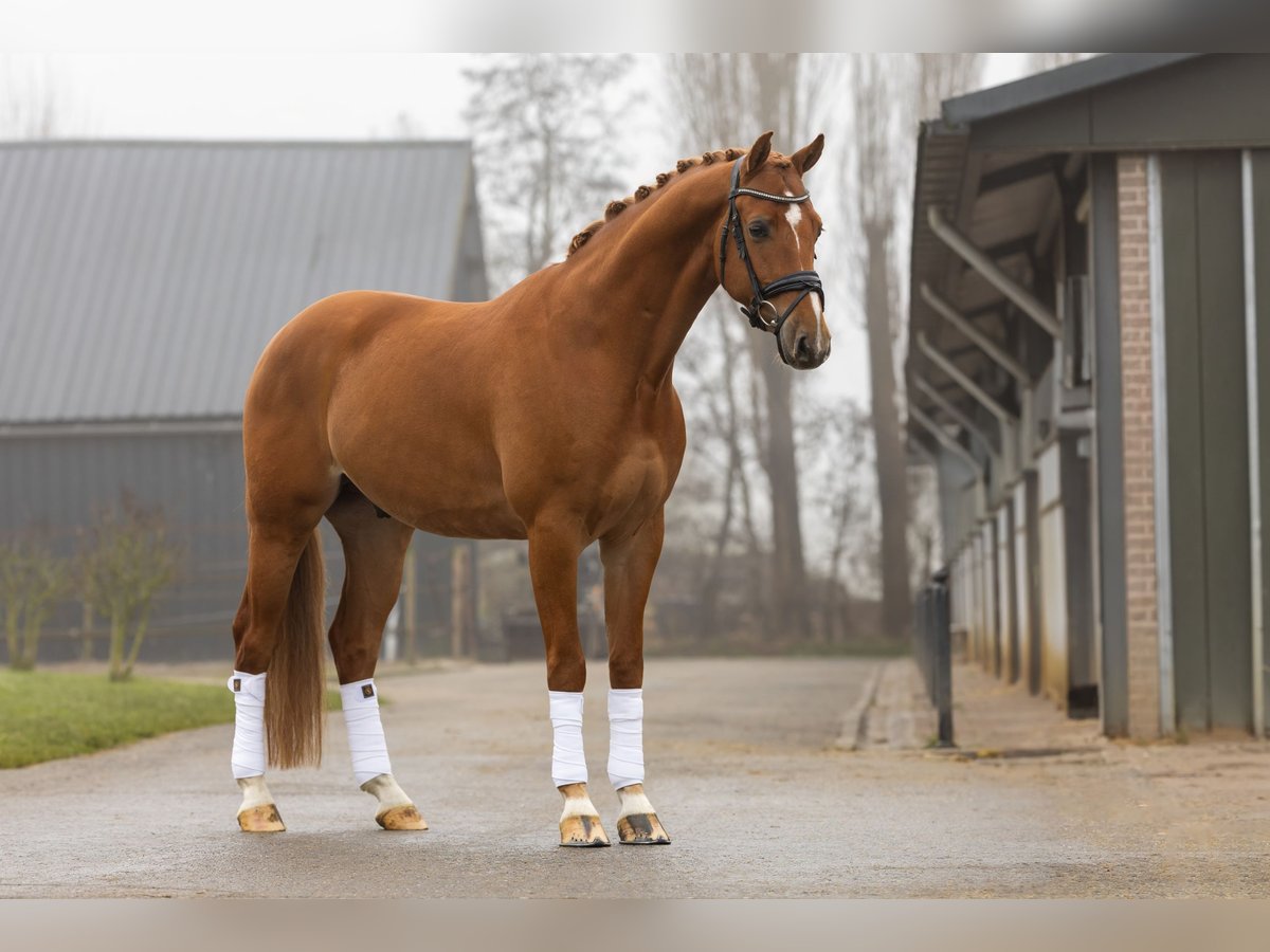 KWPN Wałach 5 lat 165 cm Kasztanowata in Dordrecht