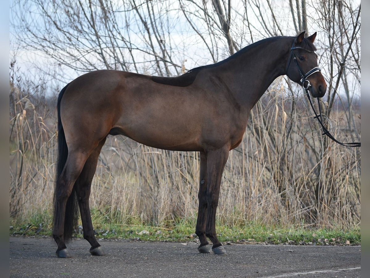 KWPN Wałach 6 lat 170 cm Gniada in Baracs