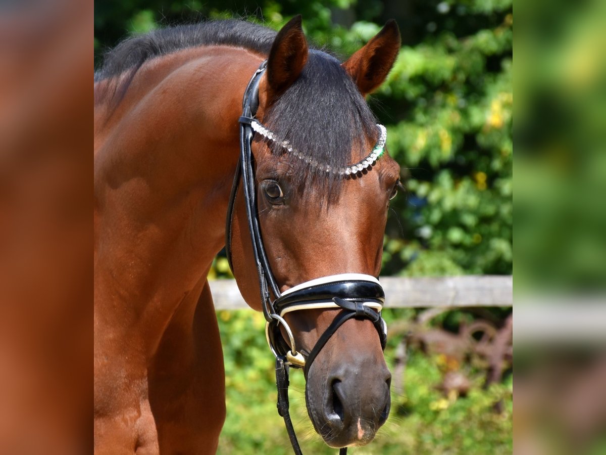 KWPN Wallach 10 Jahre 168 cm Brauner in Neuss