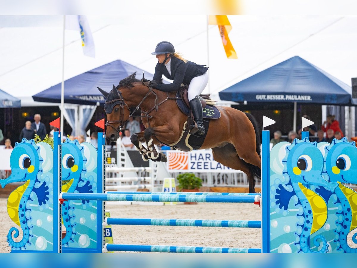 KWPN Wallach 10 Jahre 169 cm Brauner in GROTE-BROGEL