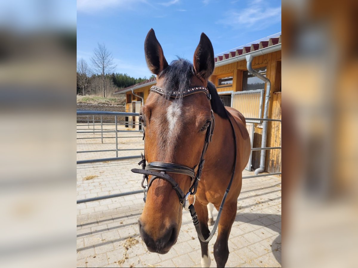 KWPN Wallach 10 Jahre 170 cm Brauner in K&#xF6;nigsfeld im Schwarzwald