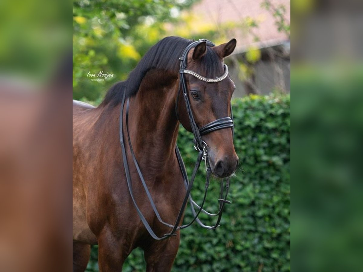 KWPN Wallach 10 Jahre 170 cm Brauner in Weert