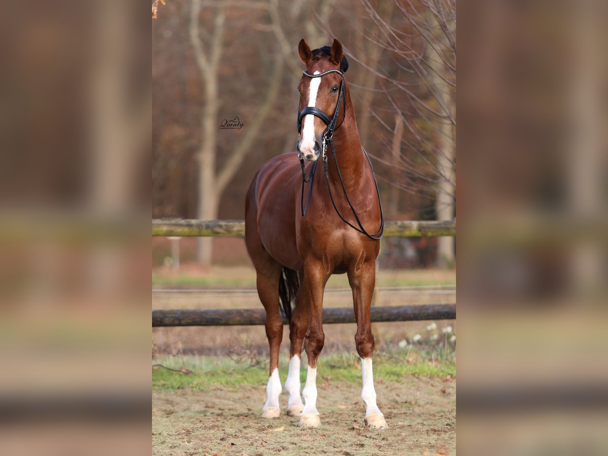 KWPN Wallach 10 Jahre 170 cm in Schijf